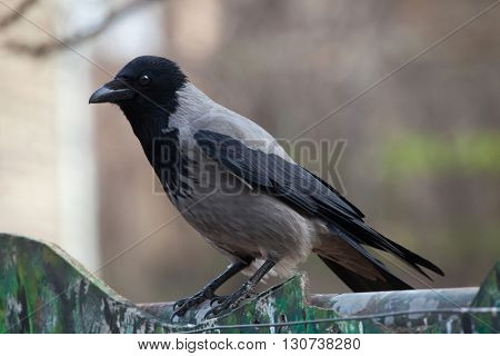 Hooded crow (Corvus cornix). Wild life animal. 