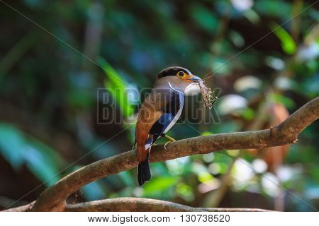 Colorful Bird Silver-breasted Broadbil
