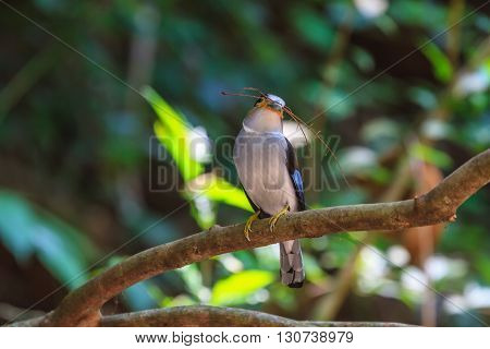 Colorful Bird Silver-breasted Broadbil