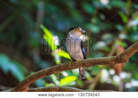Colorful Bird Silver-breasted Broadbil