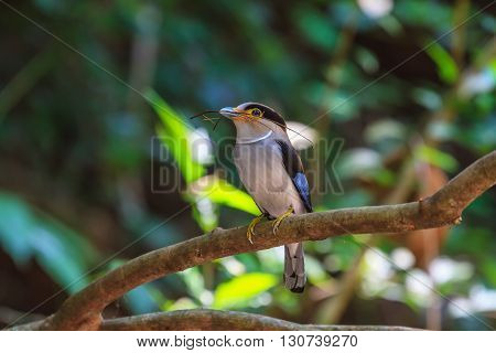 Colorful Bird Silver-breasted Broadbil