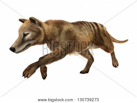 3D Rendering Thylacine On White