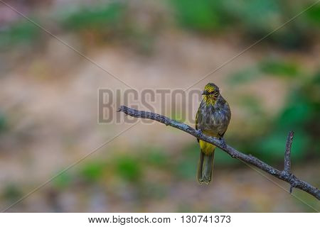 Stripe-throated Bulbul Bird, Standing On A Branch In Nature