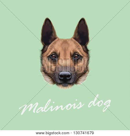 Vector Illustrated Portrait of Malinois dog. Cute face of Shepherd dog on beige background.