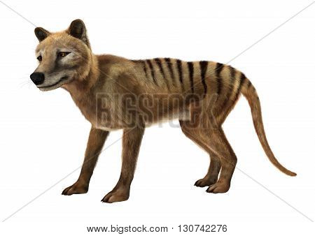 3D Rendering Thylacine On White