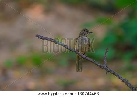 Streak-eared Bulbul (pycnonotus Blanfordi) In Nature