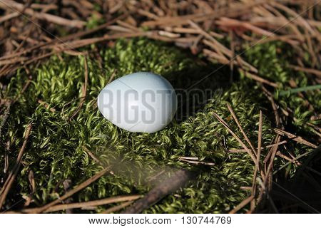 little blue color egg of wild starling lay on moss in forest