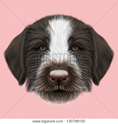 Illustrated Portrait of German Wirehaired Pointer puppy. Cute brown face of hunting dog on pink background.