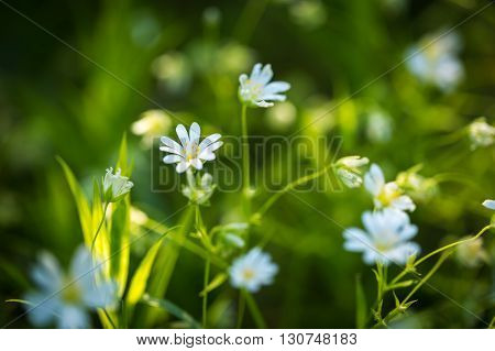 Beautiful Wild White Chickweed Flowers
