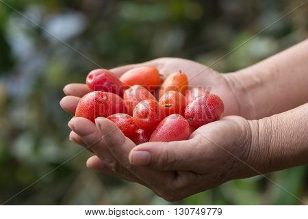 Colorful Ripe Elaeagnus Latifolia Fruits On Hand.