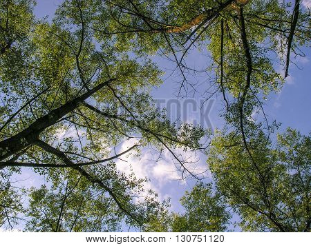 Crowns in the sky - forest on the sky background
