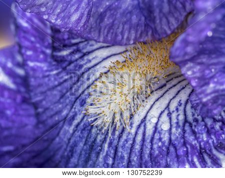 Blue Iris flower with water drop in close up