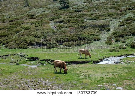 cattle in the mountains of Madrid with much fame for their meat