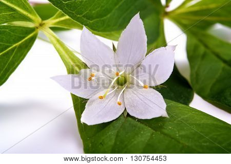Forest flower the Trientalis europaea close-up it is isolated on a white background