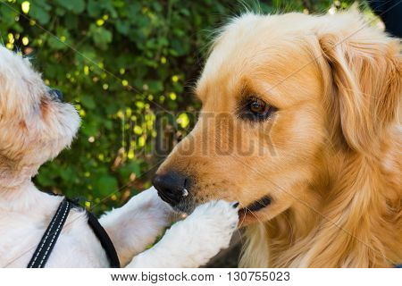 A big dog's mouth is shutted by a small dog