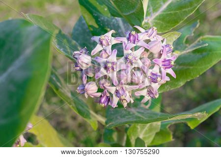 Crown Flower, Giant Indian Milkweed, Gigantic, Swallowwort