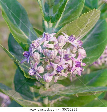 Crown Flower, Giant Indian Milkweed, Gigantic, Swallowwort