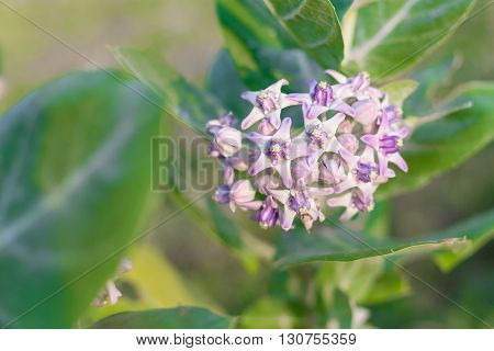 Crown Flower, Giant Indian Milkweed, Gigantic, Swallowwort
