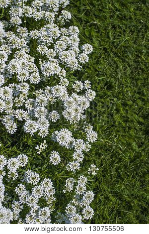 Iberis Sempervirens - White Flowers In Garden