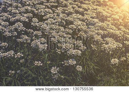 Iberis Sempervirens - White Flowers In Garden