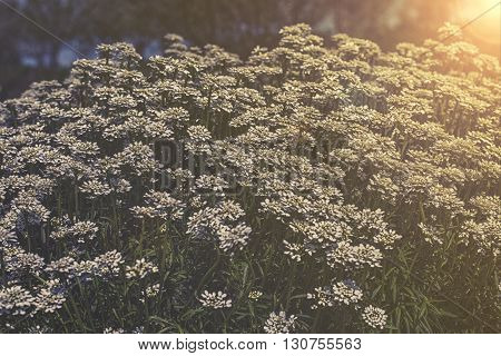 Iberis Sempervirens - White Flowers In Garden