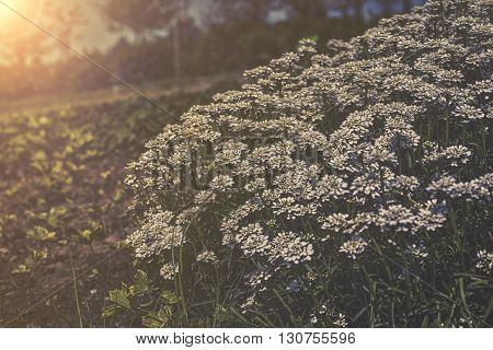 Iberis Sempervirens - White Flowers In Garden Sunset