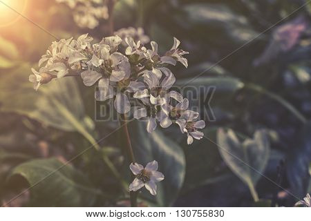 Close Up On White Heartleaf Bergenia Sunset Or Sunrise