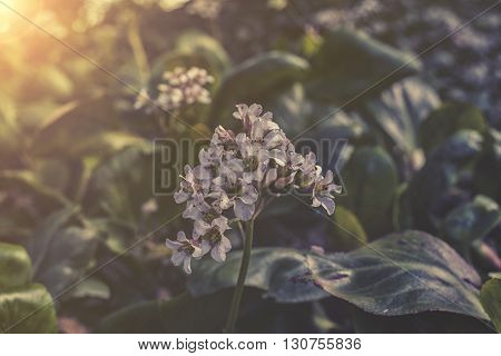 Close Up On White Heartleaf Bergenia Sunset Or Sunrise