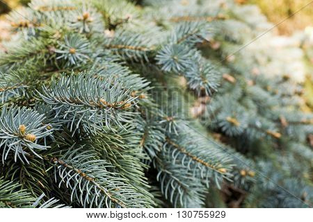 close up on Hanging branches of Picea punges