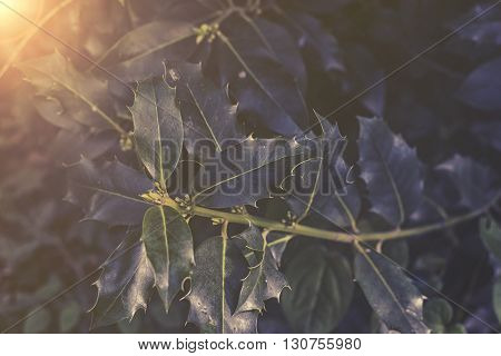 Close Up On Ilex Aquifolium Sunset Or Sunrise