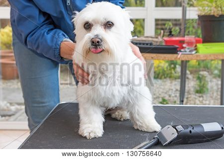 White Maltese dog is standing on the grooming table and is looking at the camera. Grooming comb and electric razor are lyiing on the table.