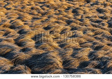 Nature background of Red Tussock texture on a field on windy day