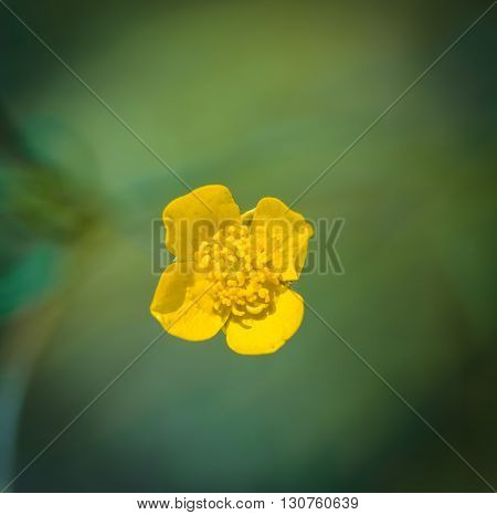 Buttercups Flowers In Nature