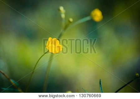 Buttercups Flowers In Nature