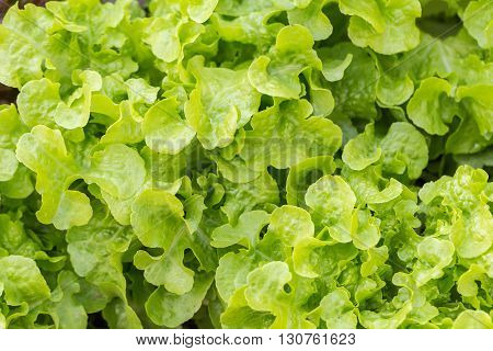 Vegetable Salad Green Oak Planted In Gardent Background