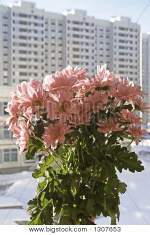 Bouquet