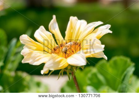 A flying bee on a yellow flower