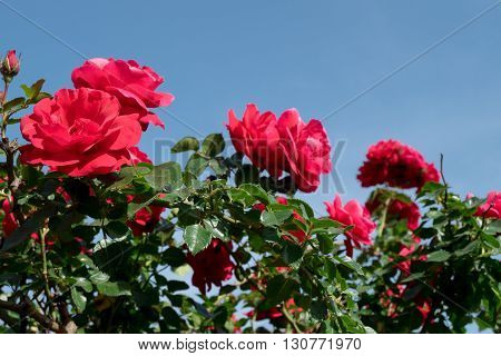 Beautiful red roses on a rose tree