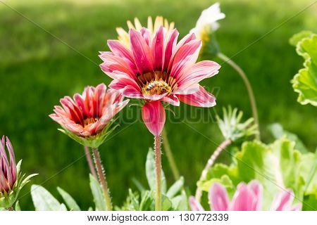 A flying bee on a red flower