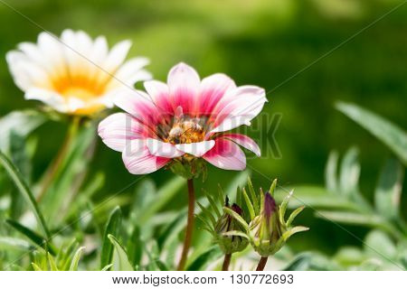 A flying bee on a red flower