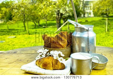 Aluminum milkcan witn organic milk and fresh baked croissants in the green spring garden