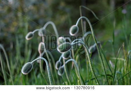 few buds of oriental poppy in grass on natural habitat