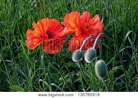 two blooming oriental poppies and their buds in grass on natural habitat