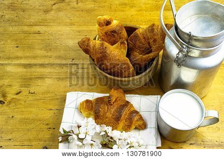 Aluminum milkcan witn organic milk and fresh baked croissants in the green spring garden