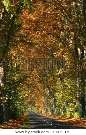 Road in an alley somewhere in the autumn contryside