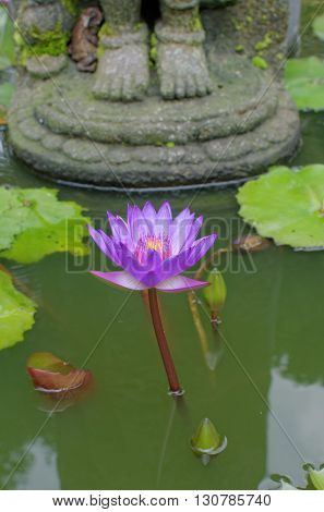 lotus flower under buddha's feet in mendut buddhist monastery