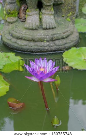 lotus flower under buddha's feet in mendut buddhist monastery