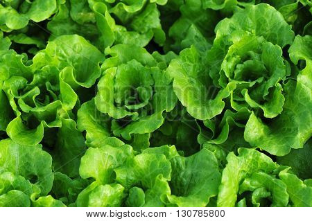 green lettuce crops in growth at vegetable garden