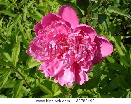 Lone pink peony spring flower 'Amabilis' .