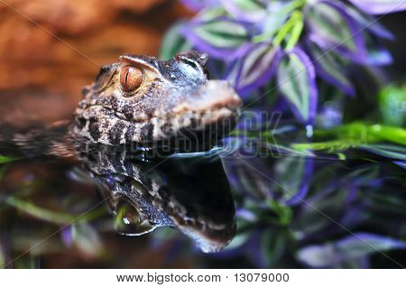 Caiman